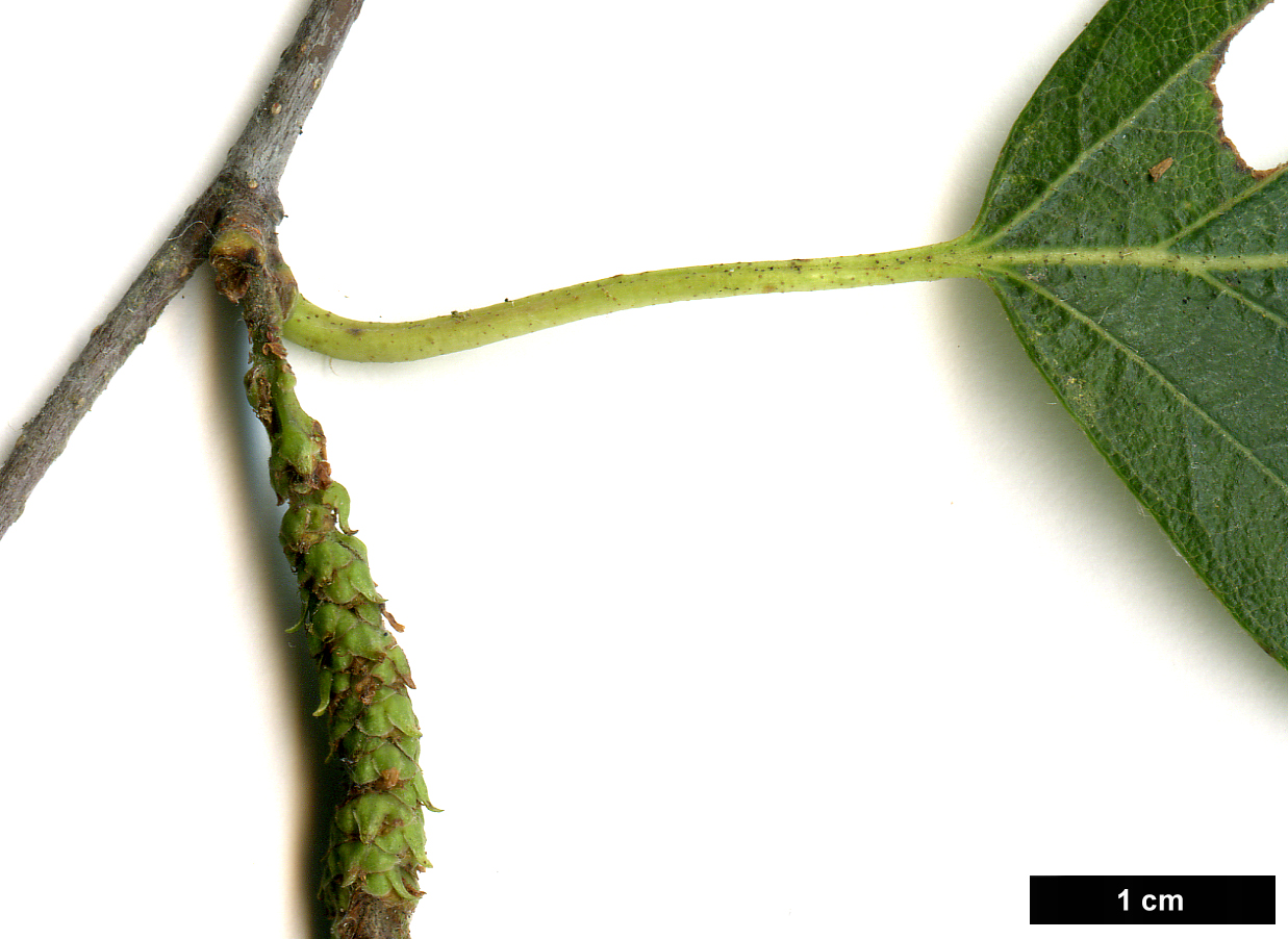 High resolution image: Family: Betulaceae - Genus: Betula - Taxon: pendula - SpeciesSub: subsp. szechuanica